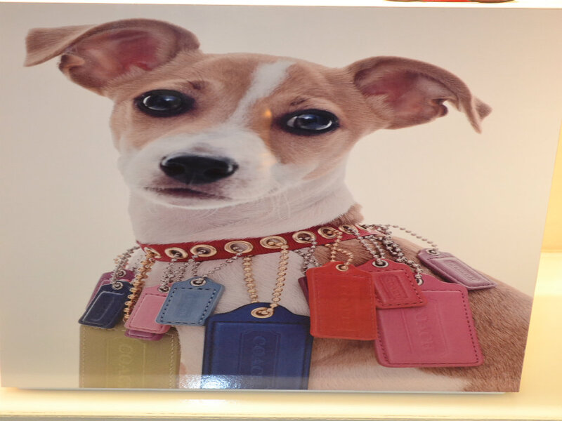 Dog with Leather Tags