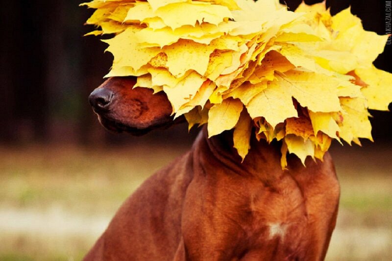 Dog with Leaves on Head — Yellow