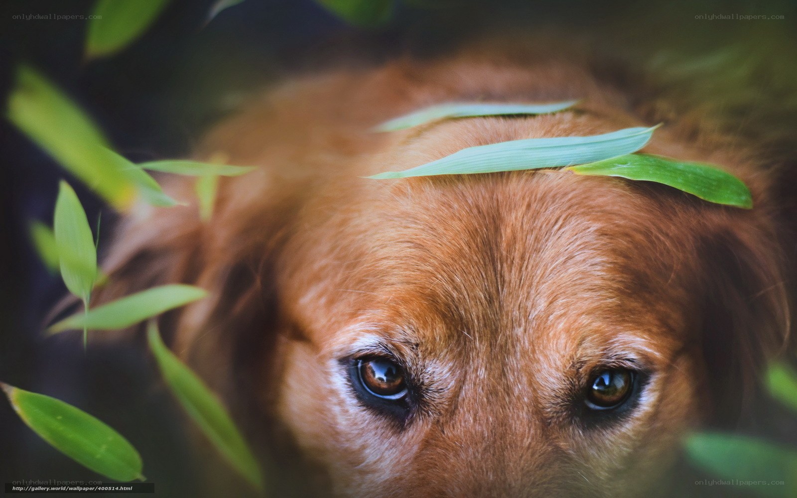 dog with leaves on head
