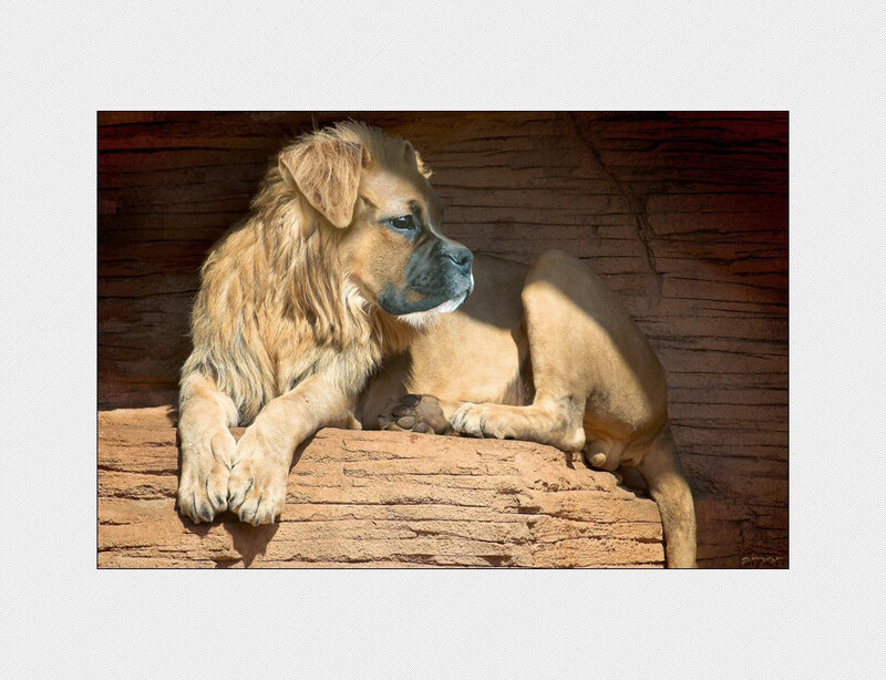 dog with lion mane