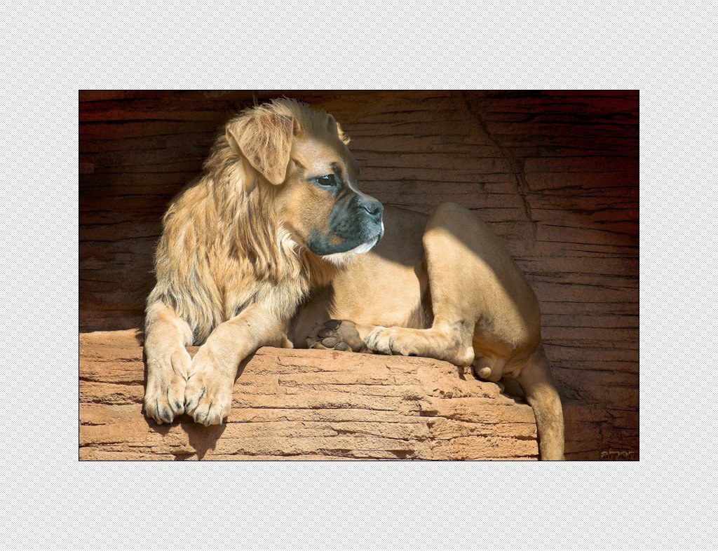 dog with lion mane