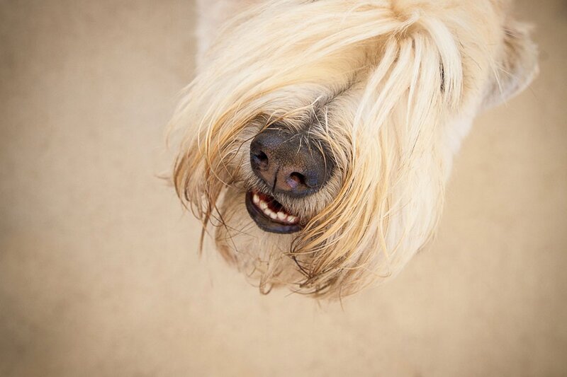 Dog with Long Fur — Beige