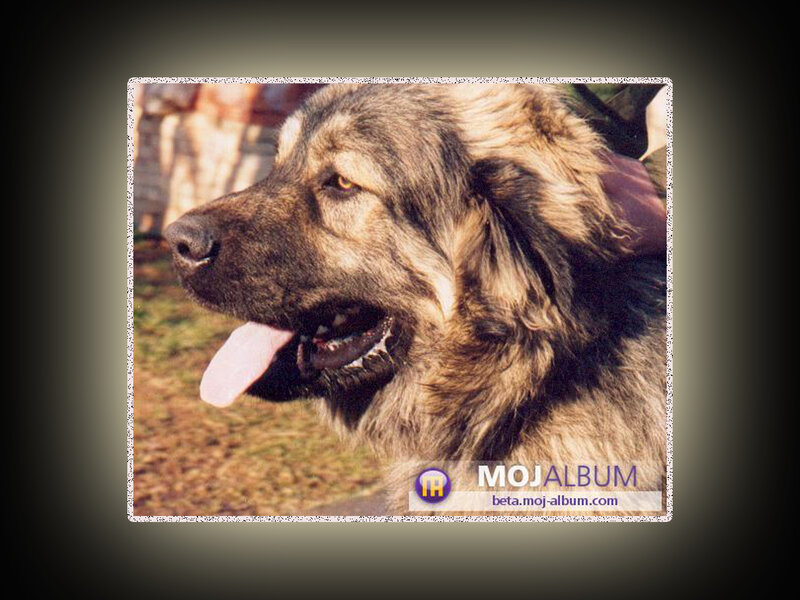 dog with long fur
