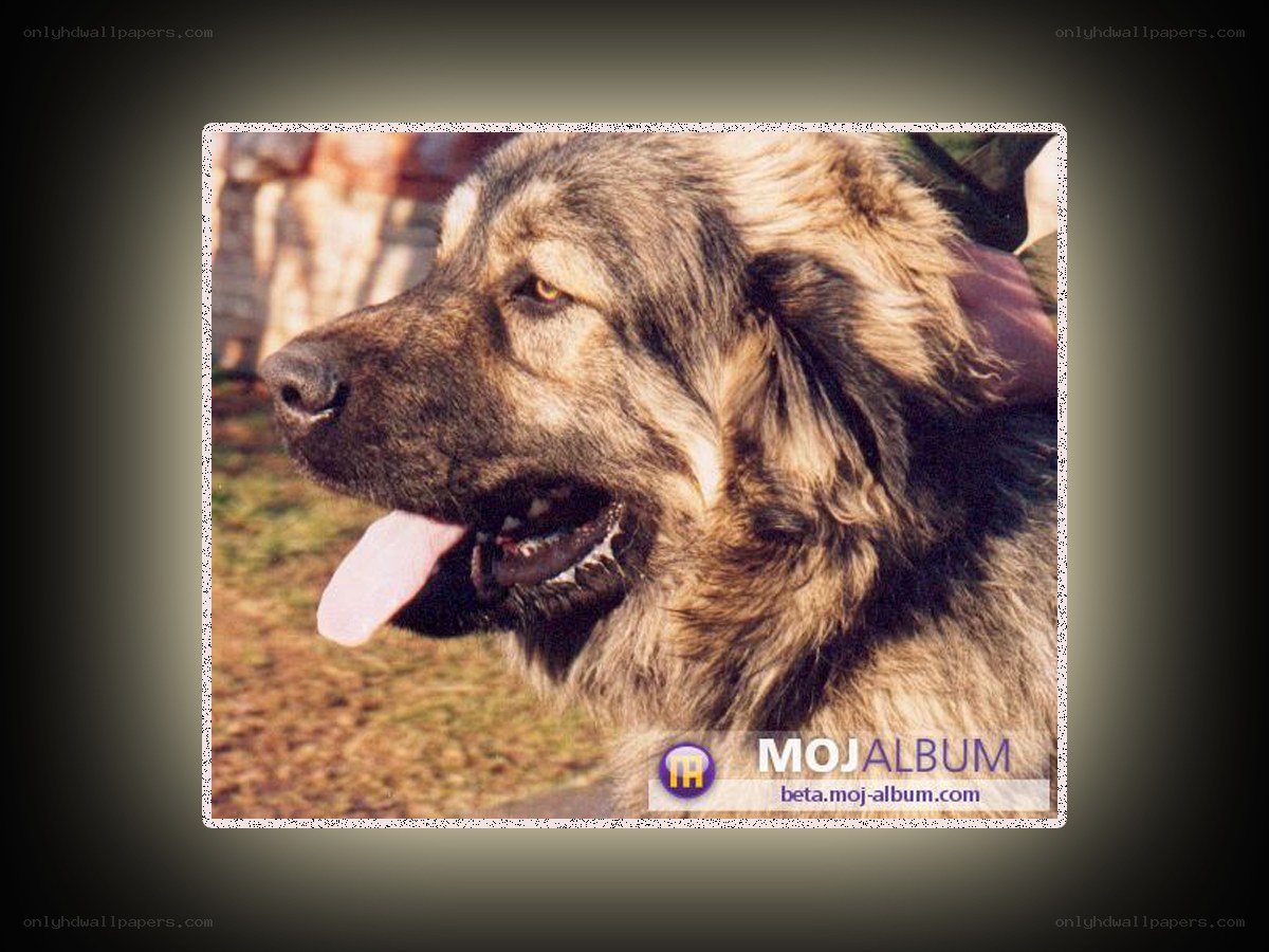 dog with long fur