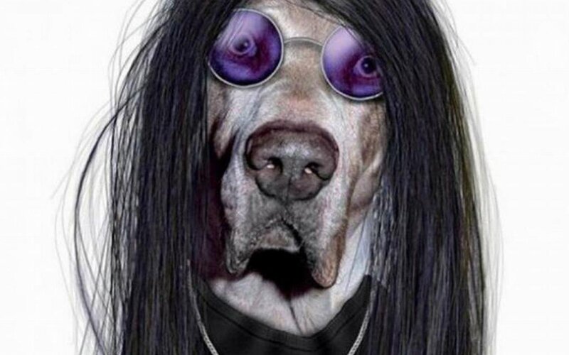Dog with Long Hair