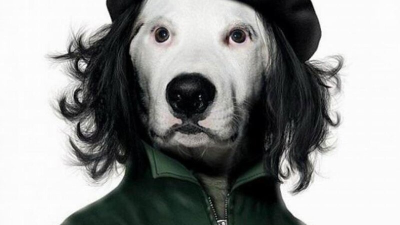 Dog with Long Hair — White