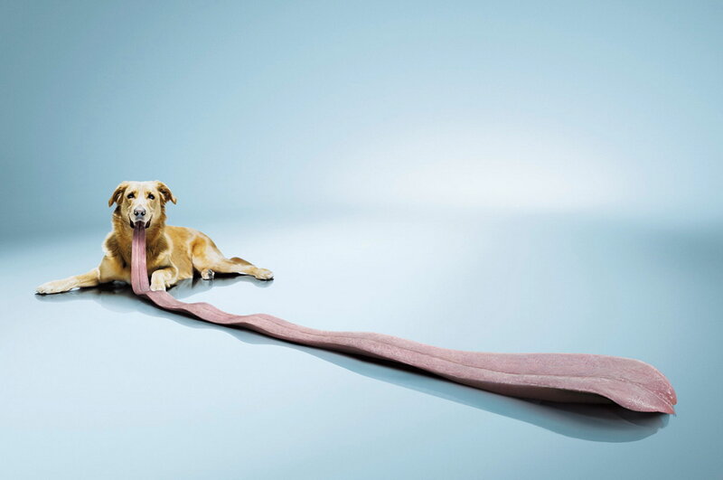 Dog with Long Tongue
