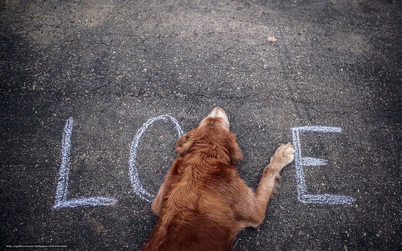 dog with love written on pavement