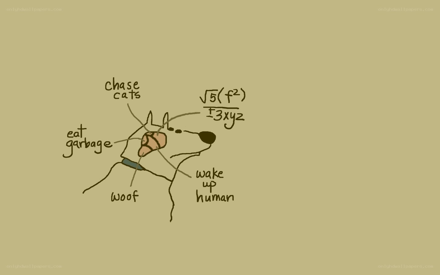 dog with math and actions