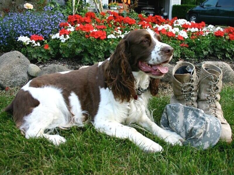 dog with military boots in garden