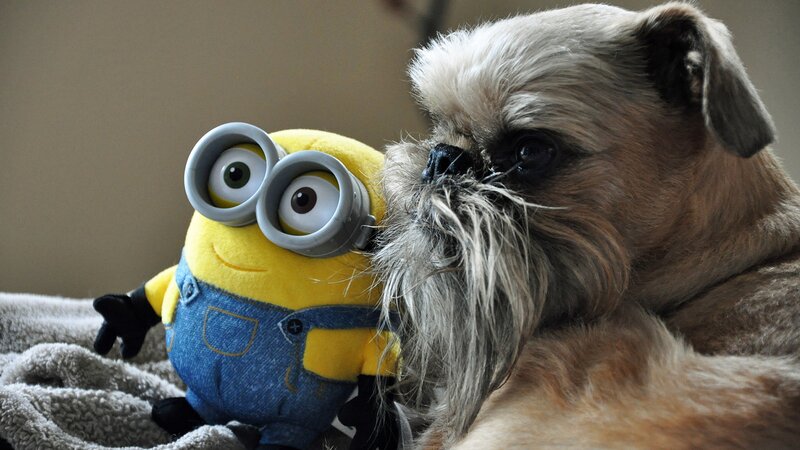 Dog with Minion Plush