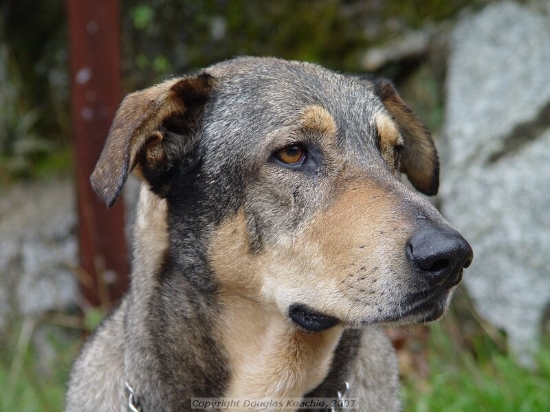 Dog with Mottled Coat