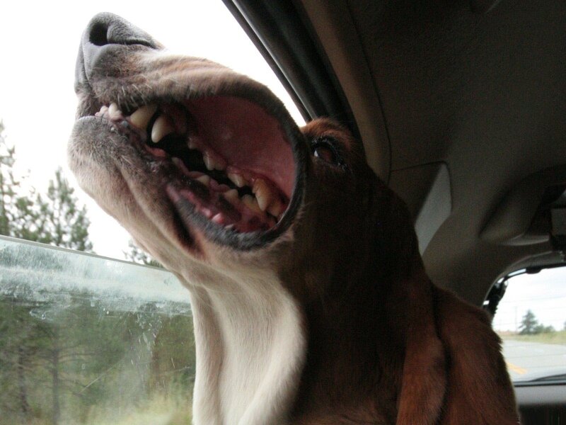dog with mouth open in car