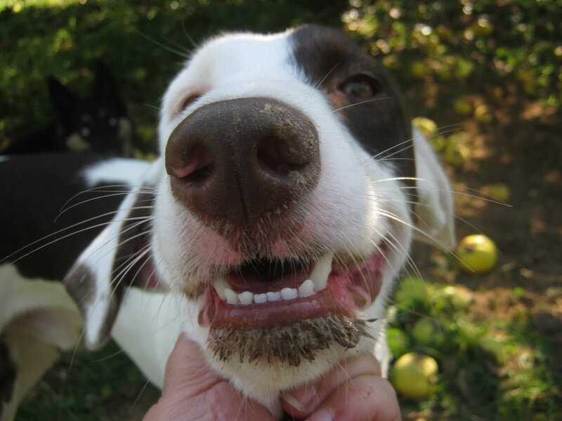 Dog with Muddy Nose