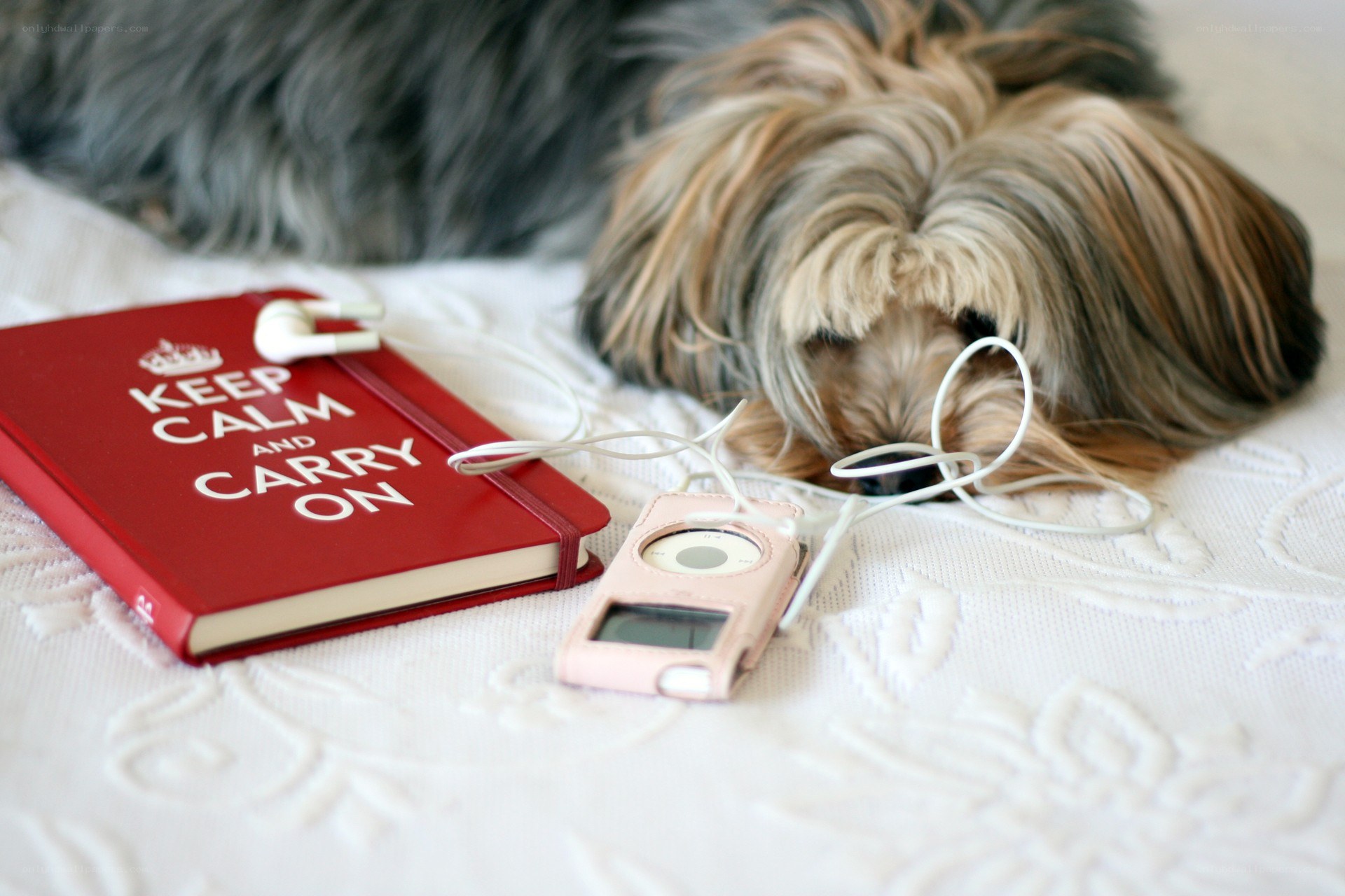 dog with music player