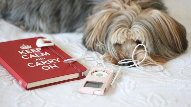dog with music player