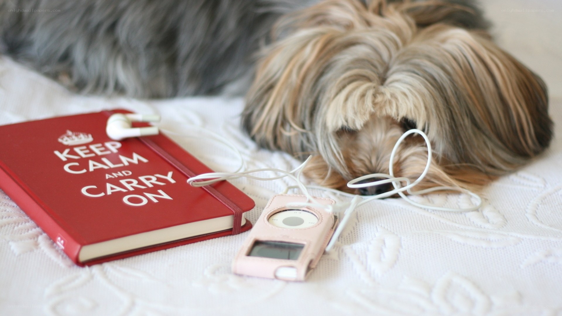 dog with music player