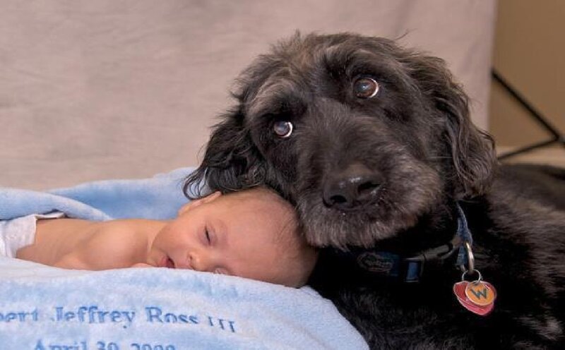 Dog with Newborn Baby