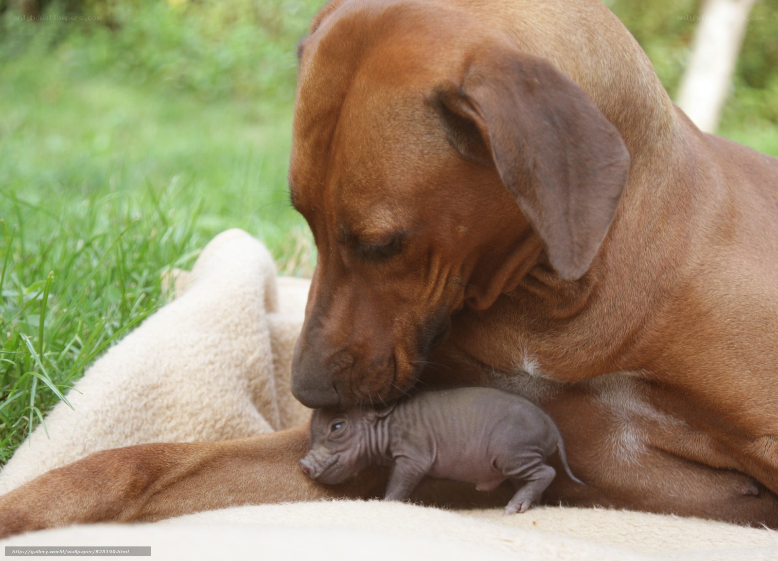 Dog with newborn puppy