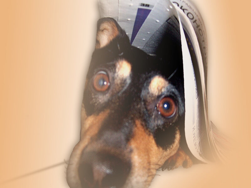 dog with newspaper hat