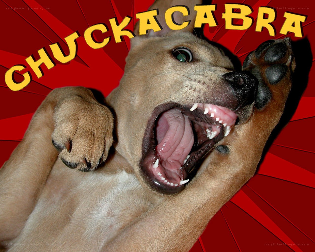 dog with open mouth