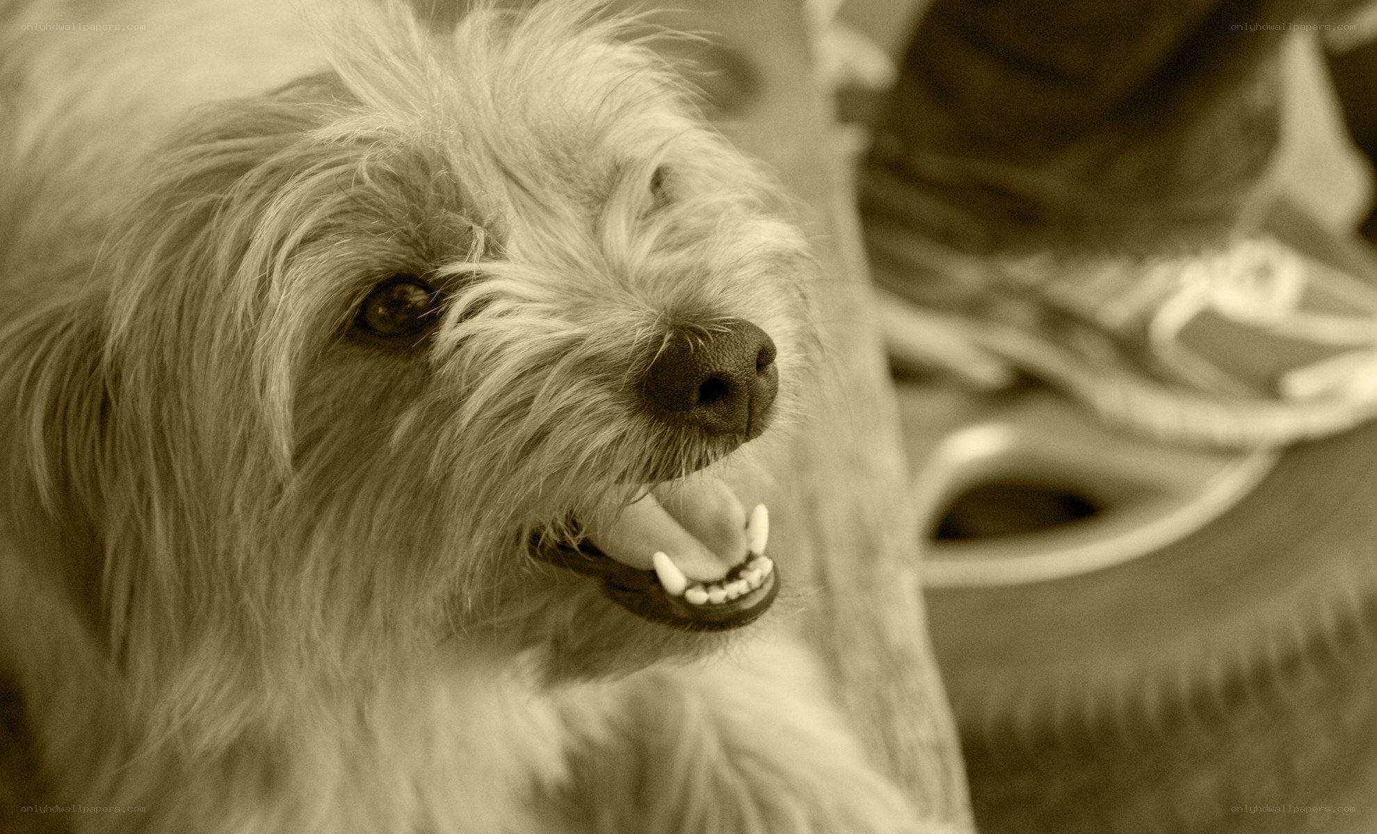 dog with open mouth