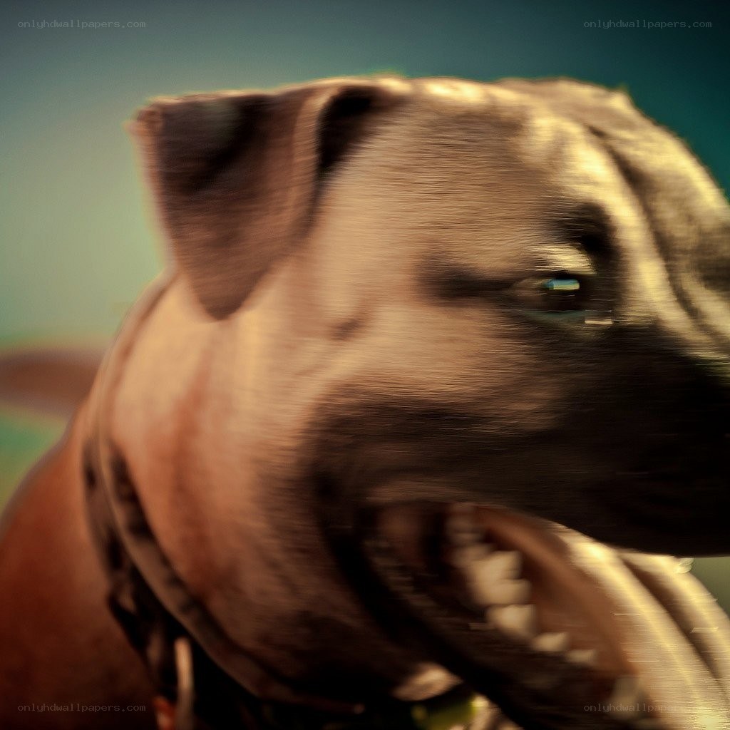 dog with open mouth