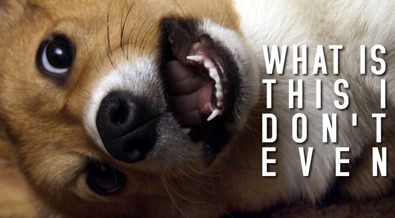 dog with open mouth