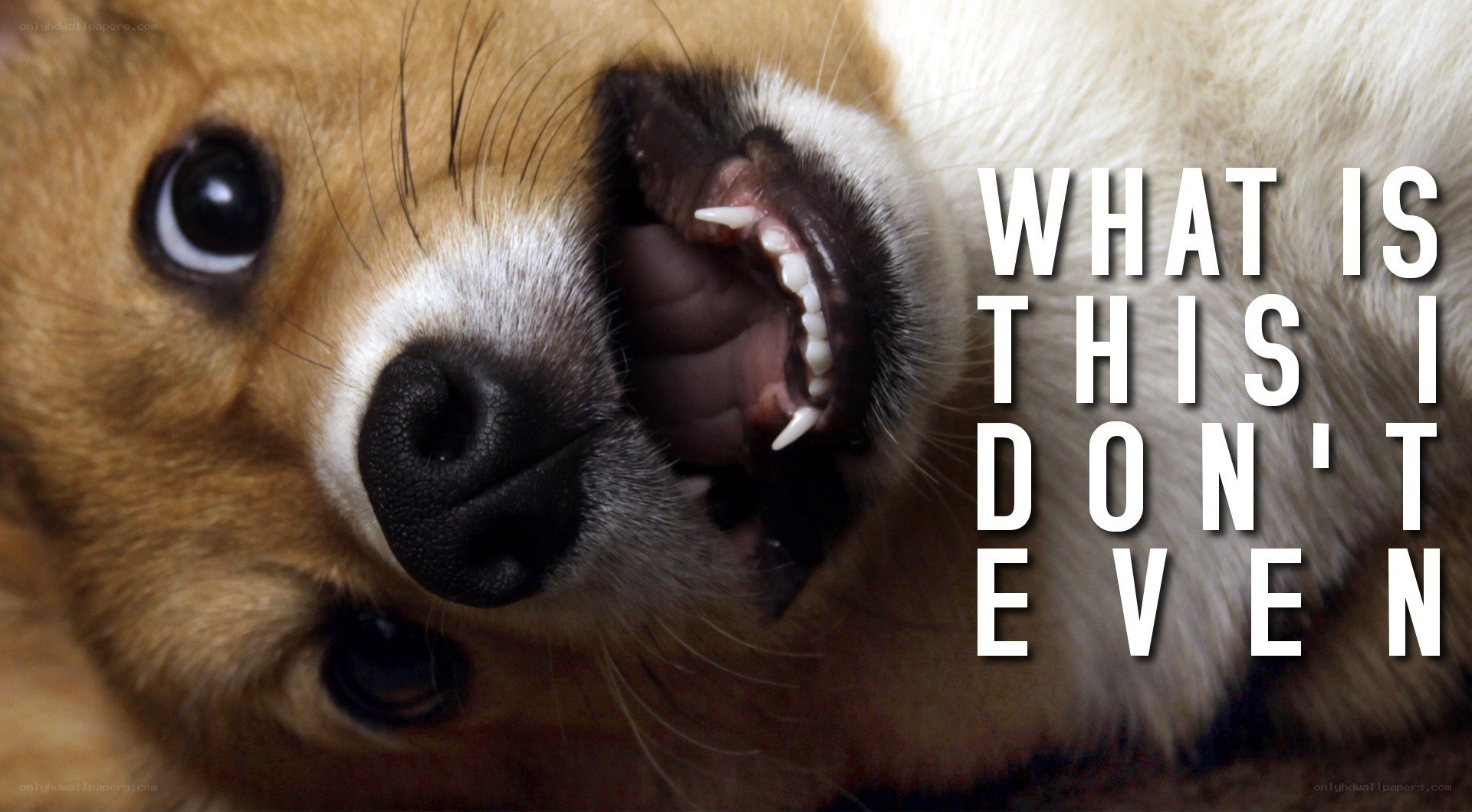 dog with open mouth