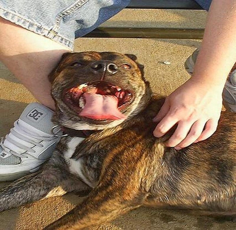 dog with open mouth
