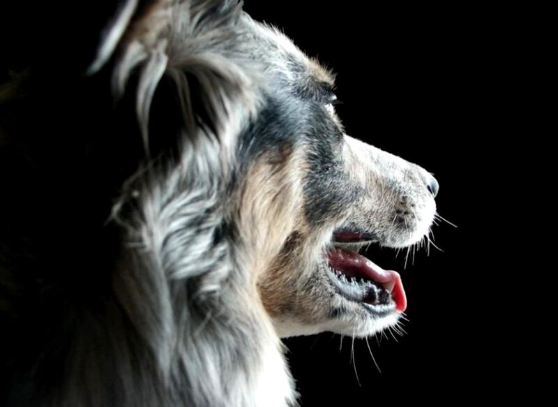 Dog with Open Mouth — Black, Dramatic