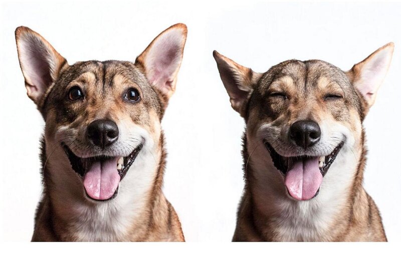 Dog with Open Mouth — Brown, Happy