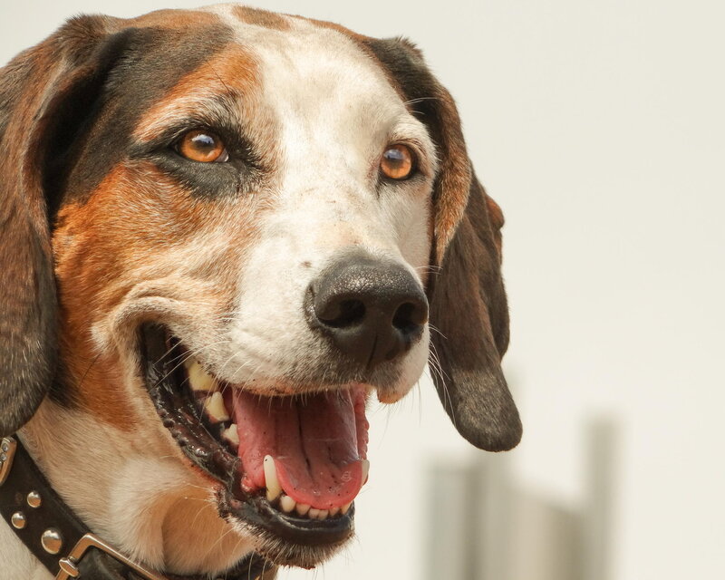 Dog with Open Mouth — Brown, Neutral