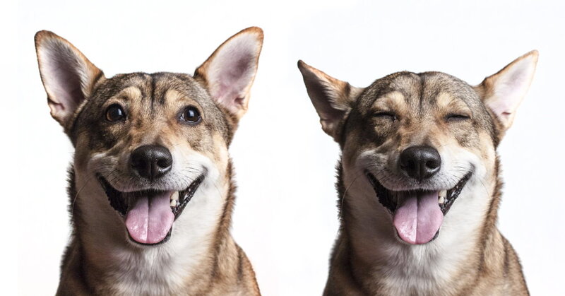 Dog with Open Mouth — Brown