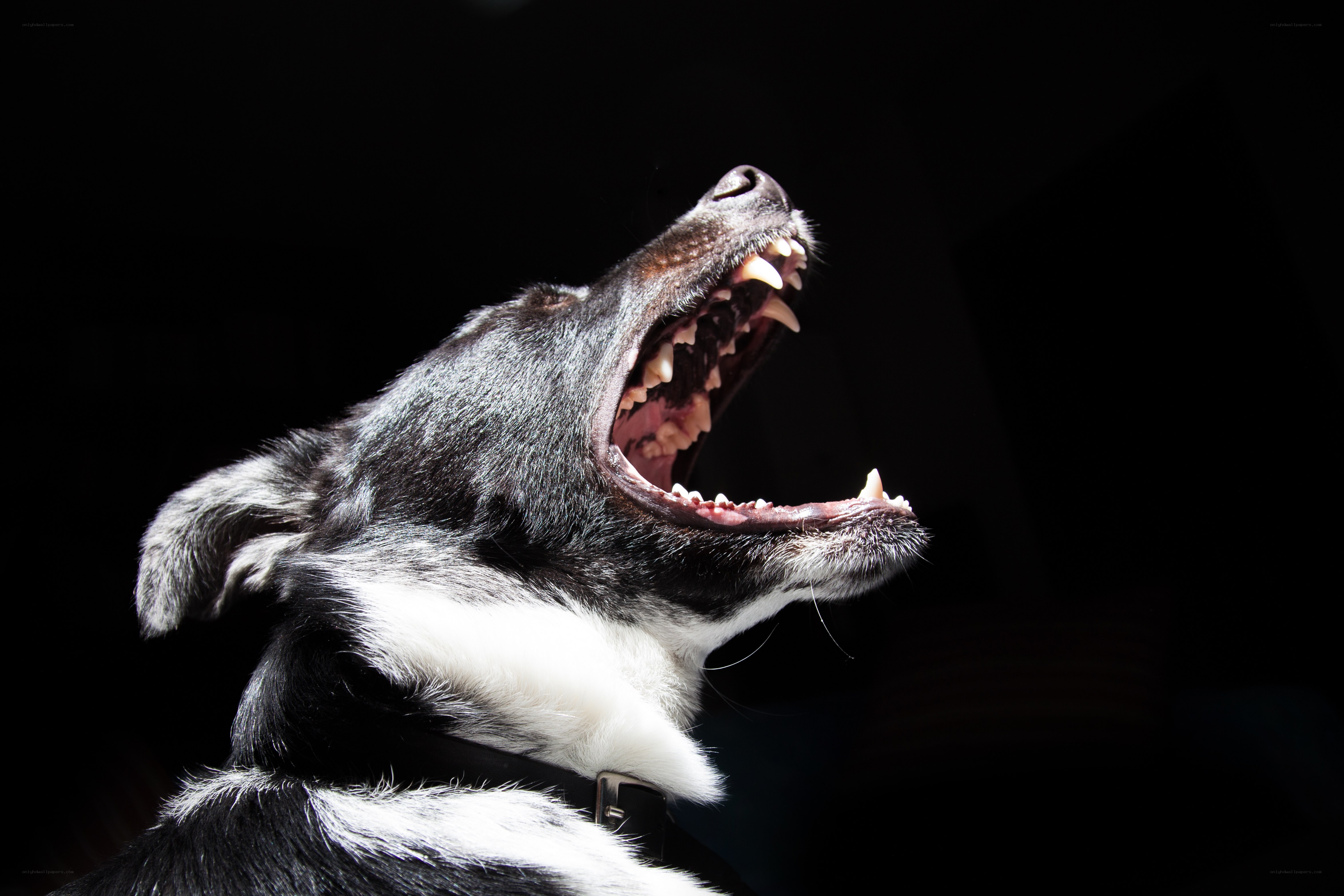 dog with open mouth