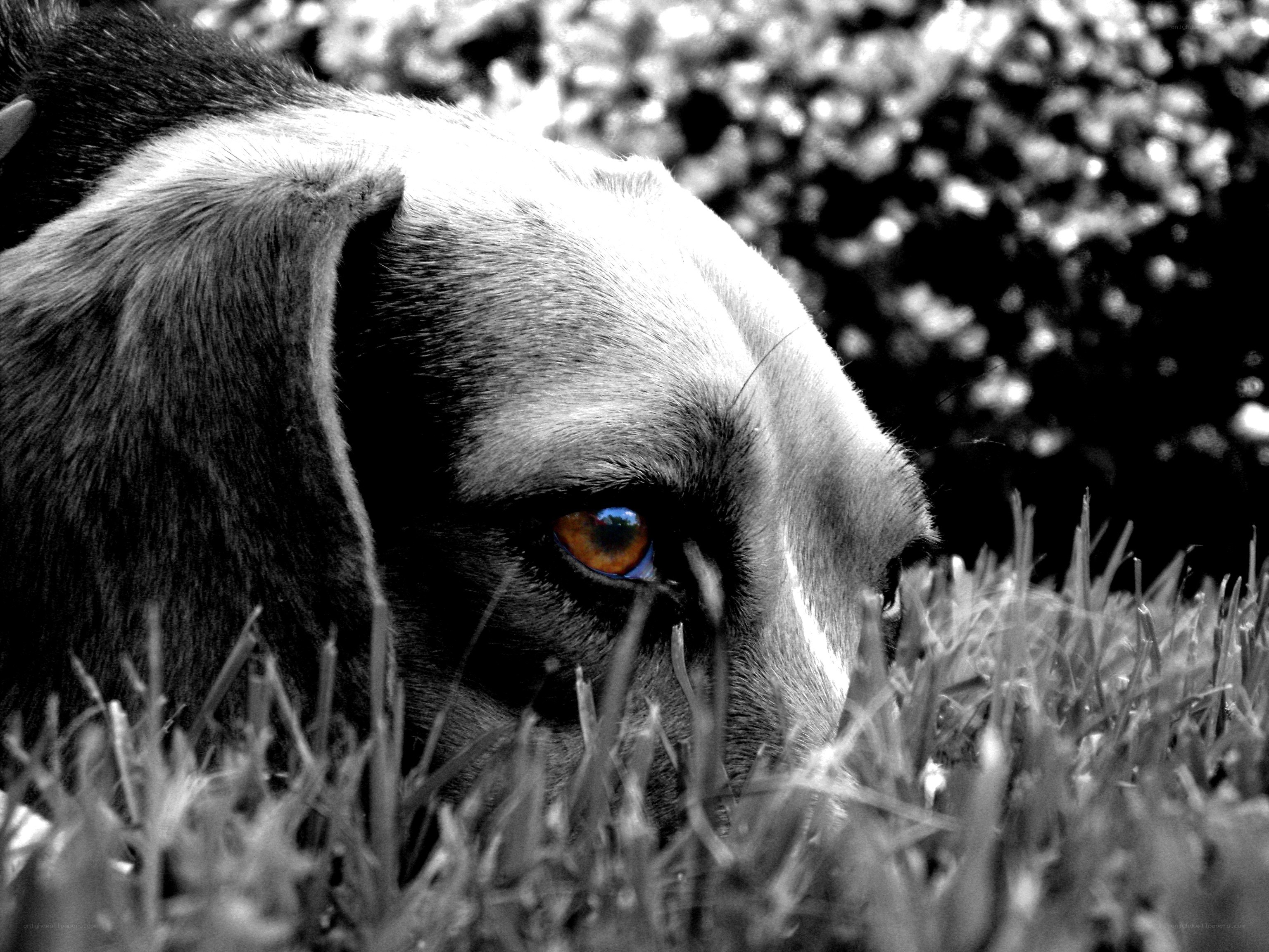 dog with orange eye in grass