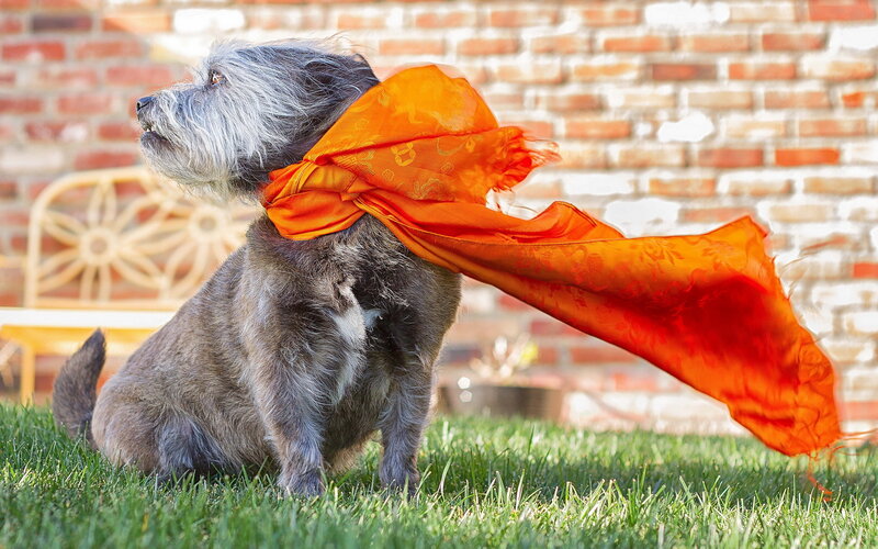 Dog with Orange Scarf — Dramatic