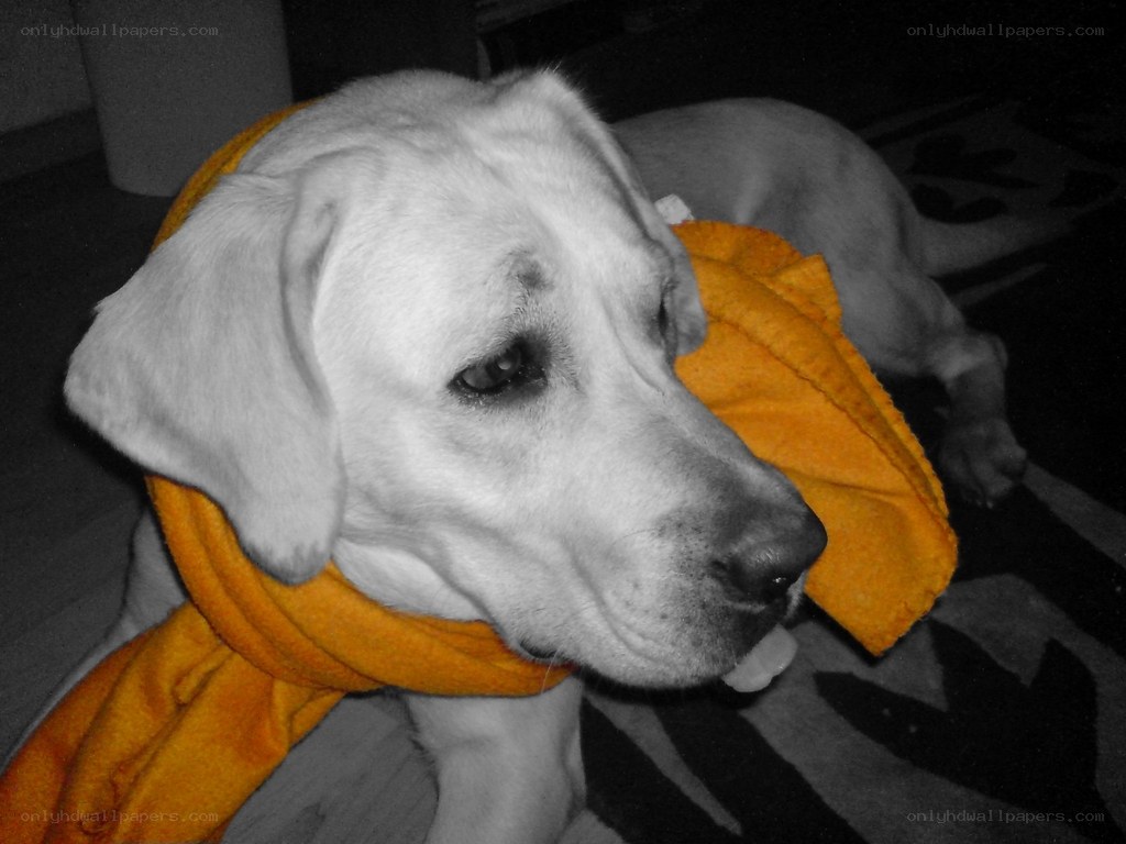 dog with orange scarf