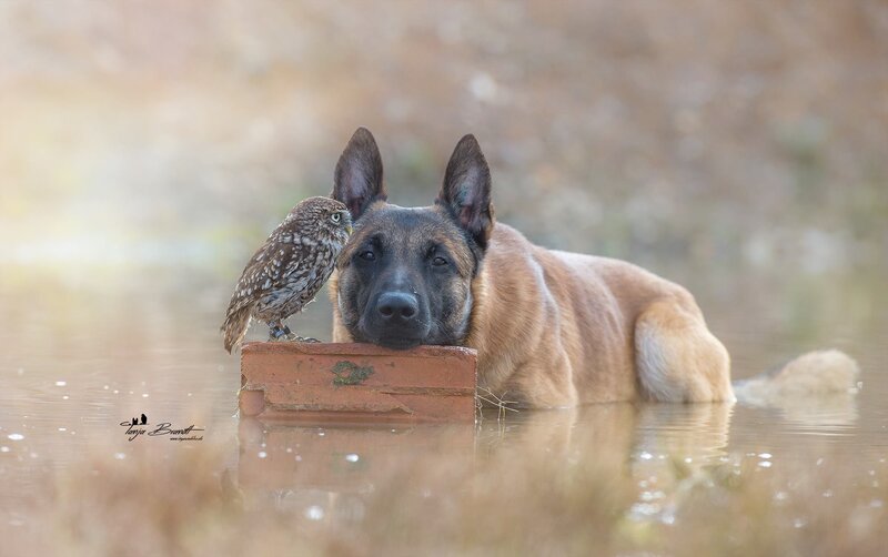 Dog with Owl on Brick