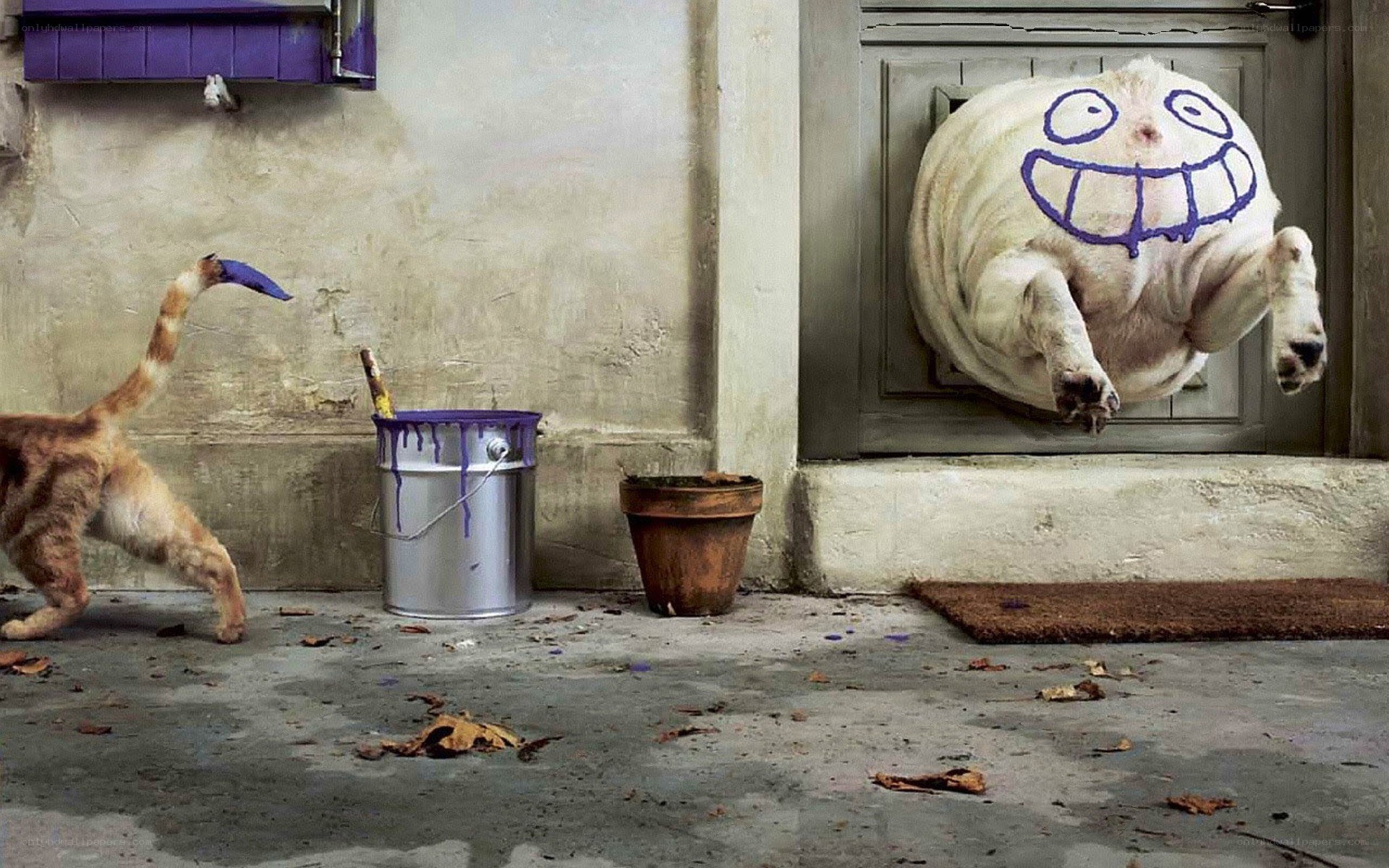 dog with painted face at door