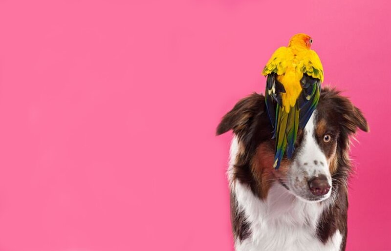 Dog with Parrot on Head
