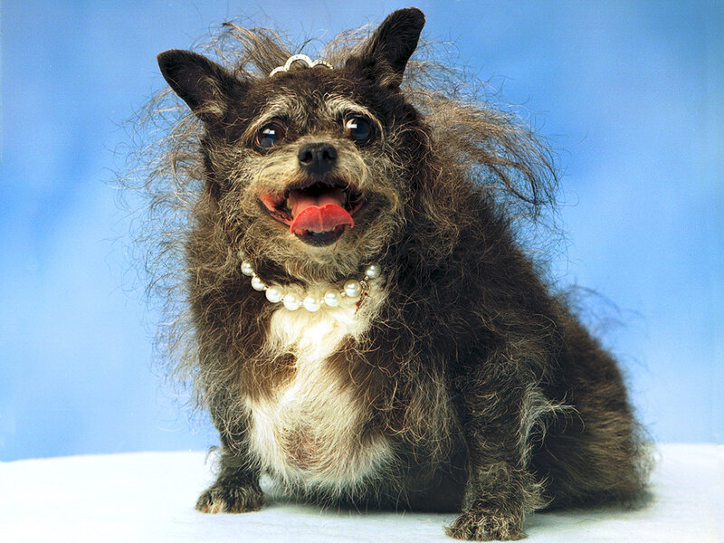 dog with pearl necklace