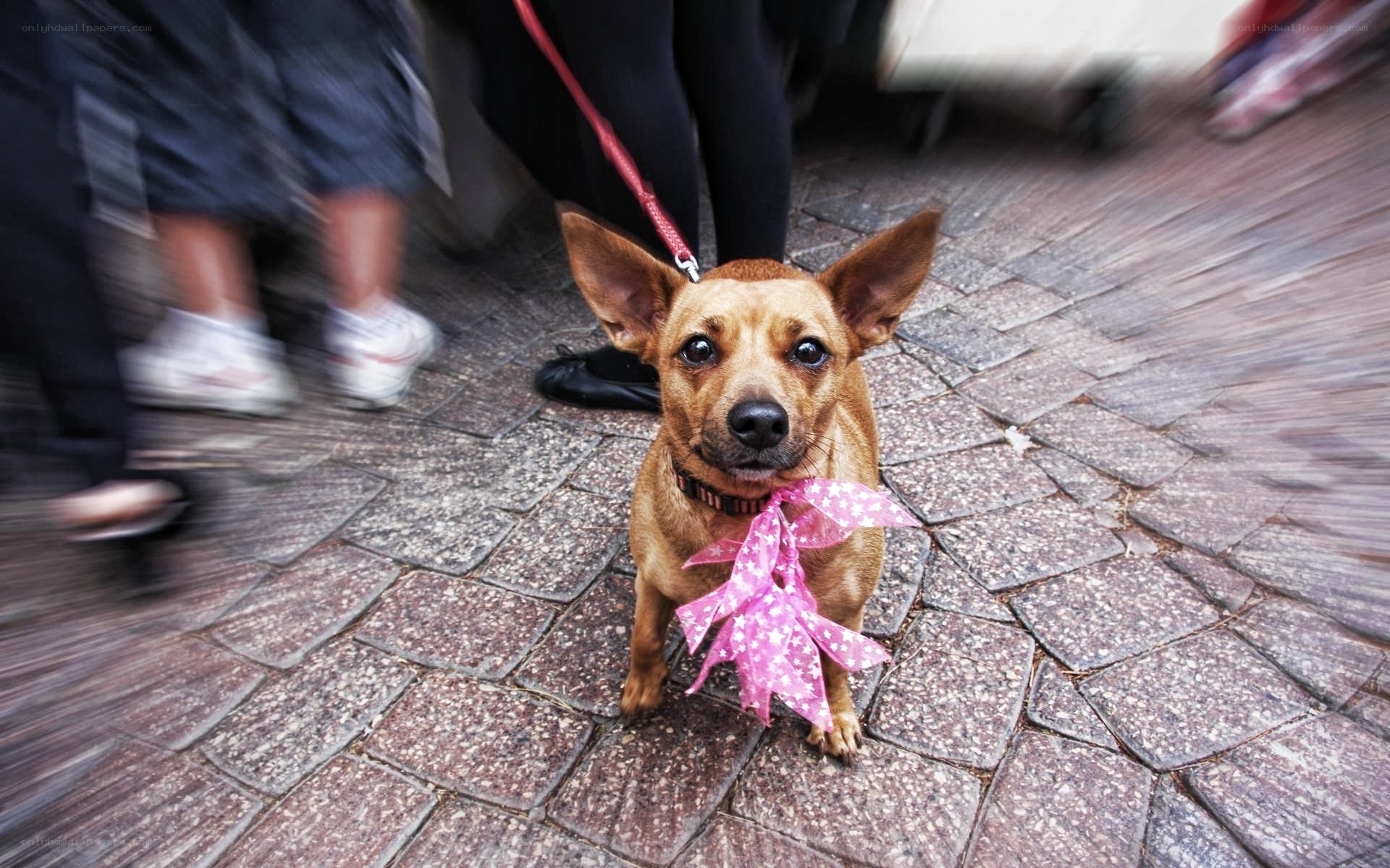 dog with pink bow on street