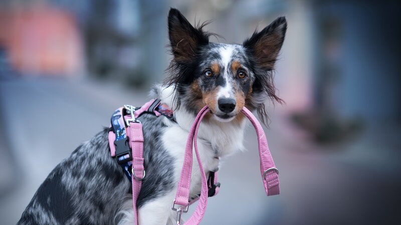 Dog with Pink Harness