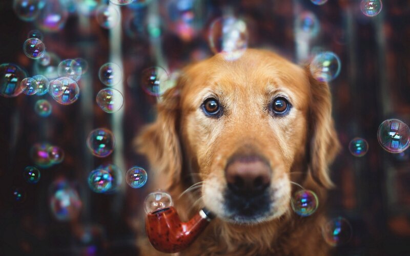 dog with pipe and bubbles