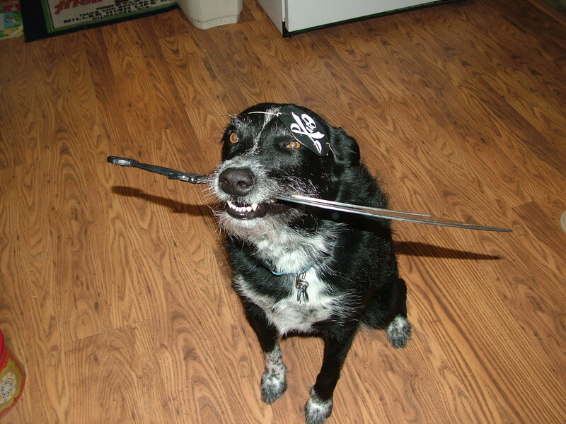 dog with pirate eye patch