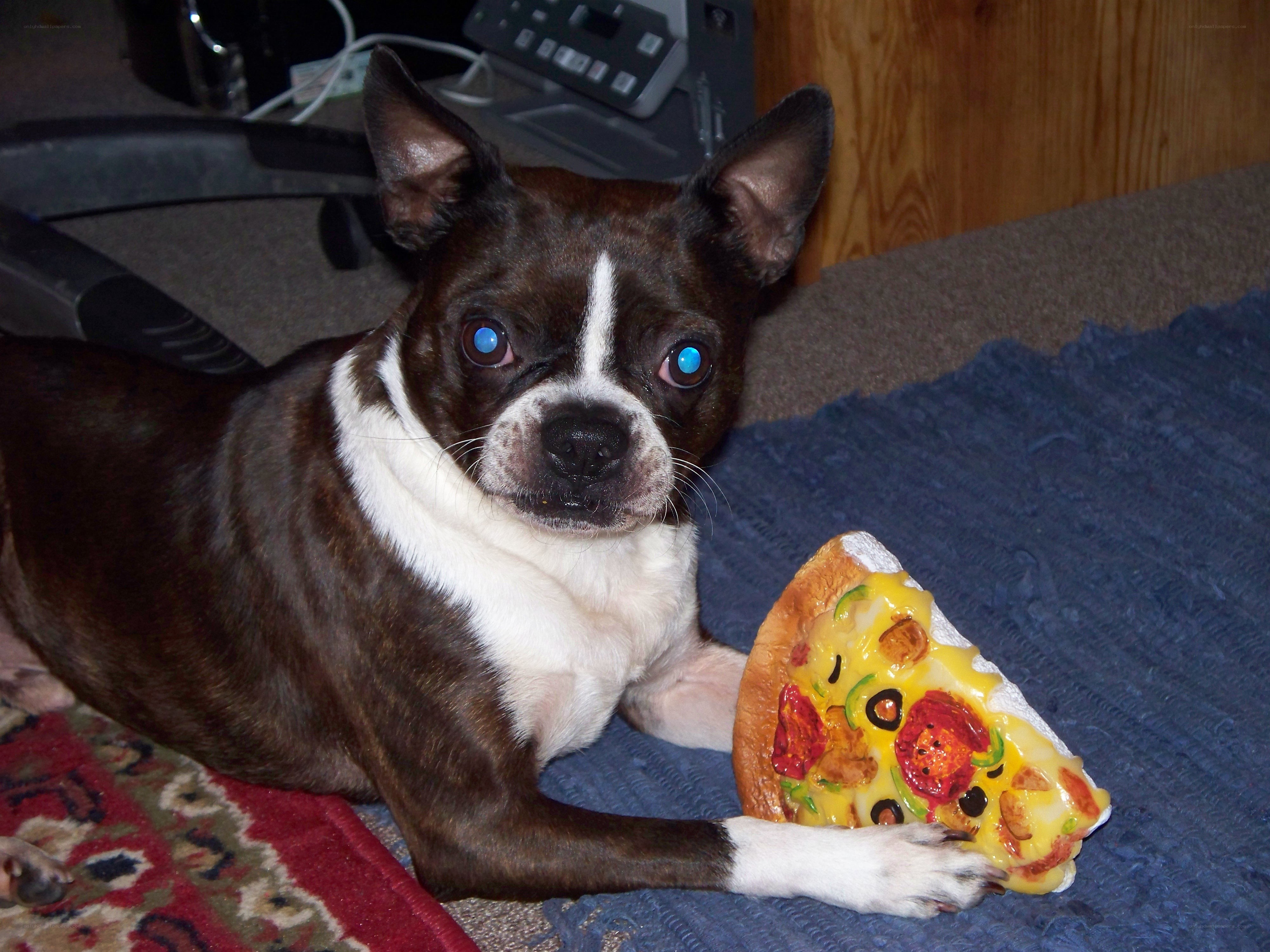 dog with pizza toy