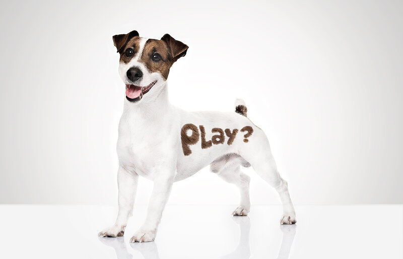 dog with play text