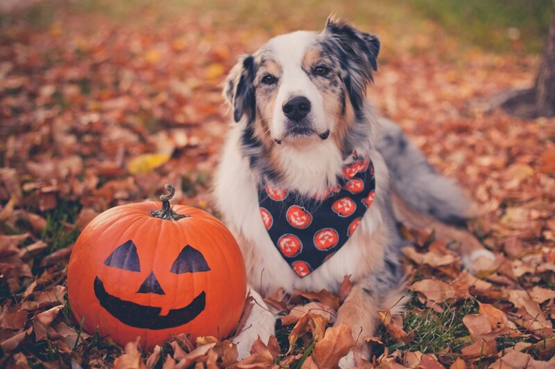 Dog with Pumpkin