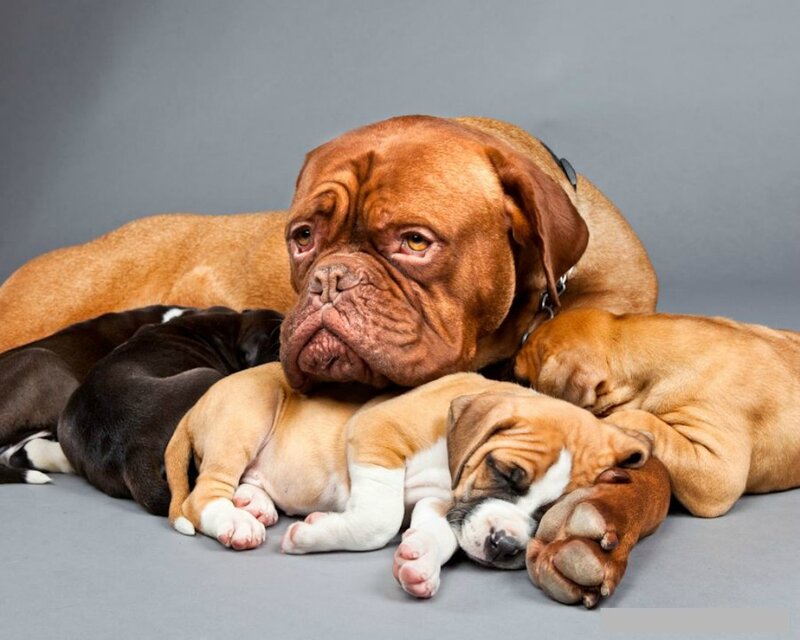 Dog with Puppies